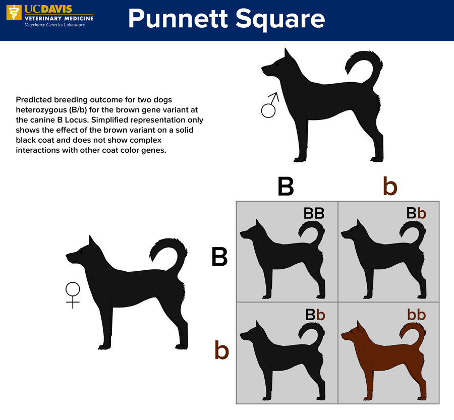 Punnett Square