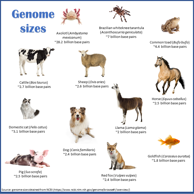 Genomes