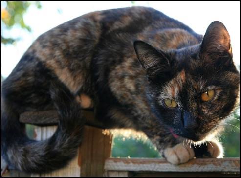 Tortoiseshell cat