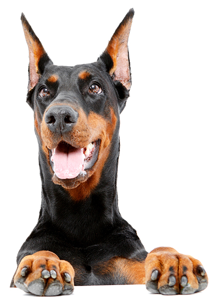 Doberman looking over edge at viewer