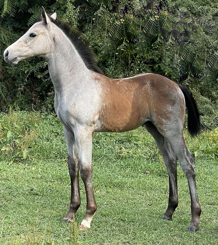 Graying Foal