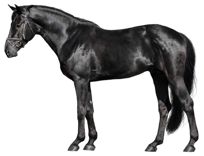 Black horse