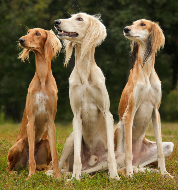 Three salukis with varying amounts of red