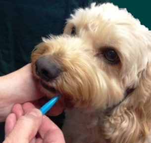 Dog cheek swabbing for DNA collection