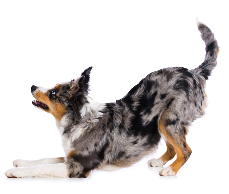 Miniature Australian Shepherd puppy with merle pattern