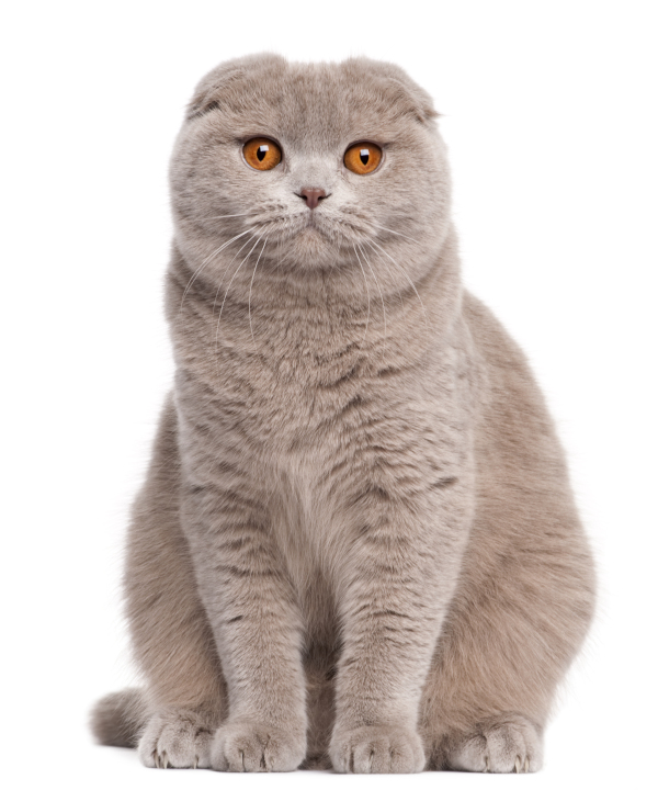 Scottish Fold cat