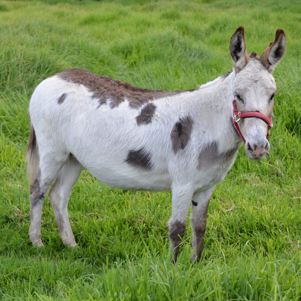 Spotted Donkey