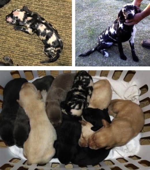 Black-and-white adult dog and a litter of tan, black, and spotted puppies in basket