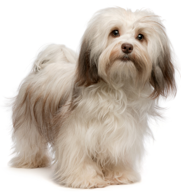 Havanese