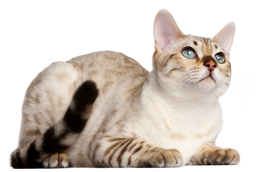 Snow Bengal