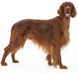 Irish Setter