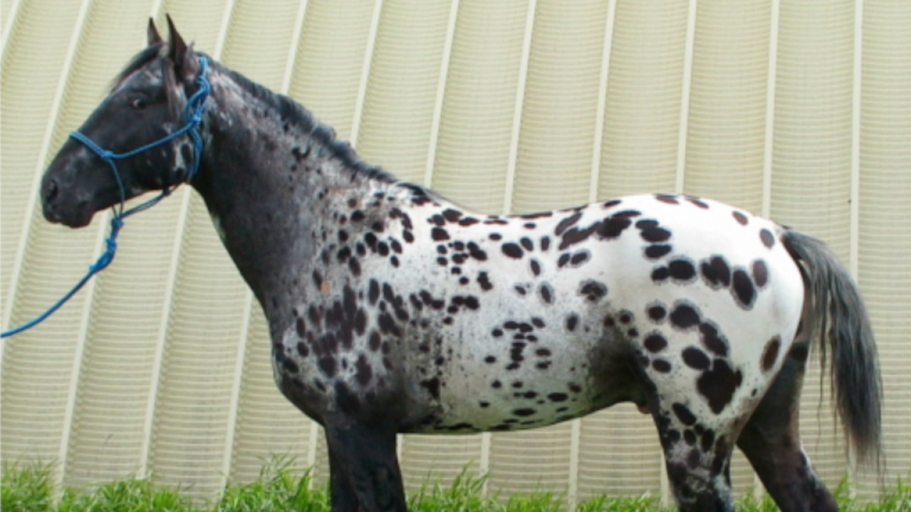 Appaloosa a