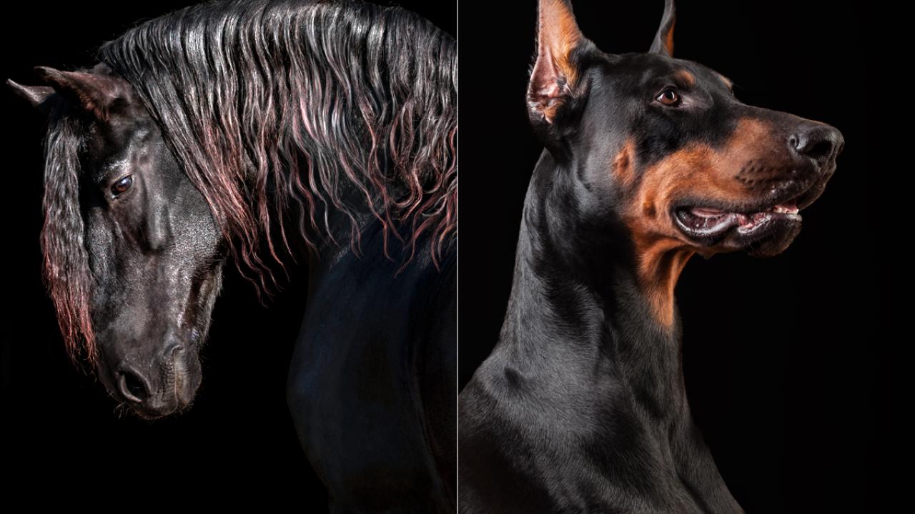 Friesian Horse and Doberman Pinscher portraits