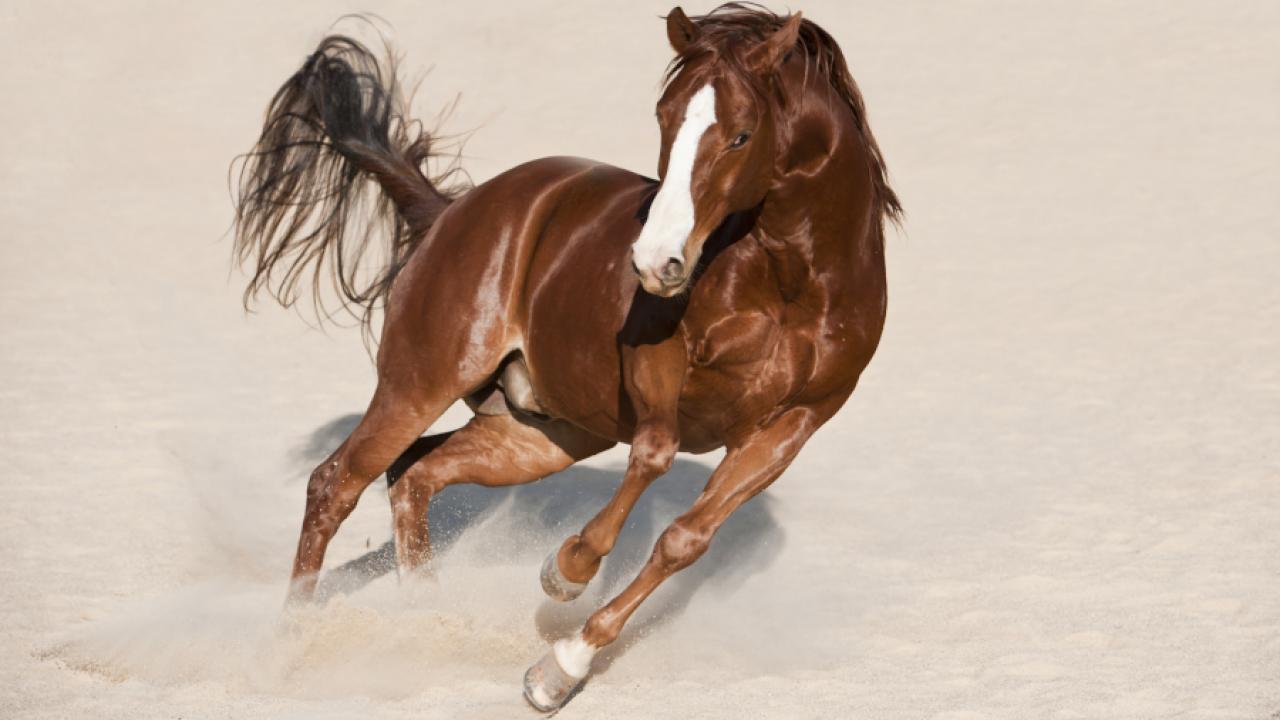 Chestnut Quarter Horse