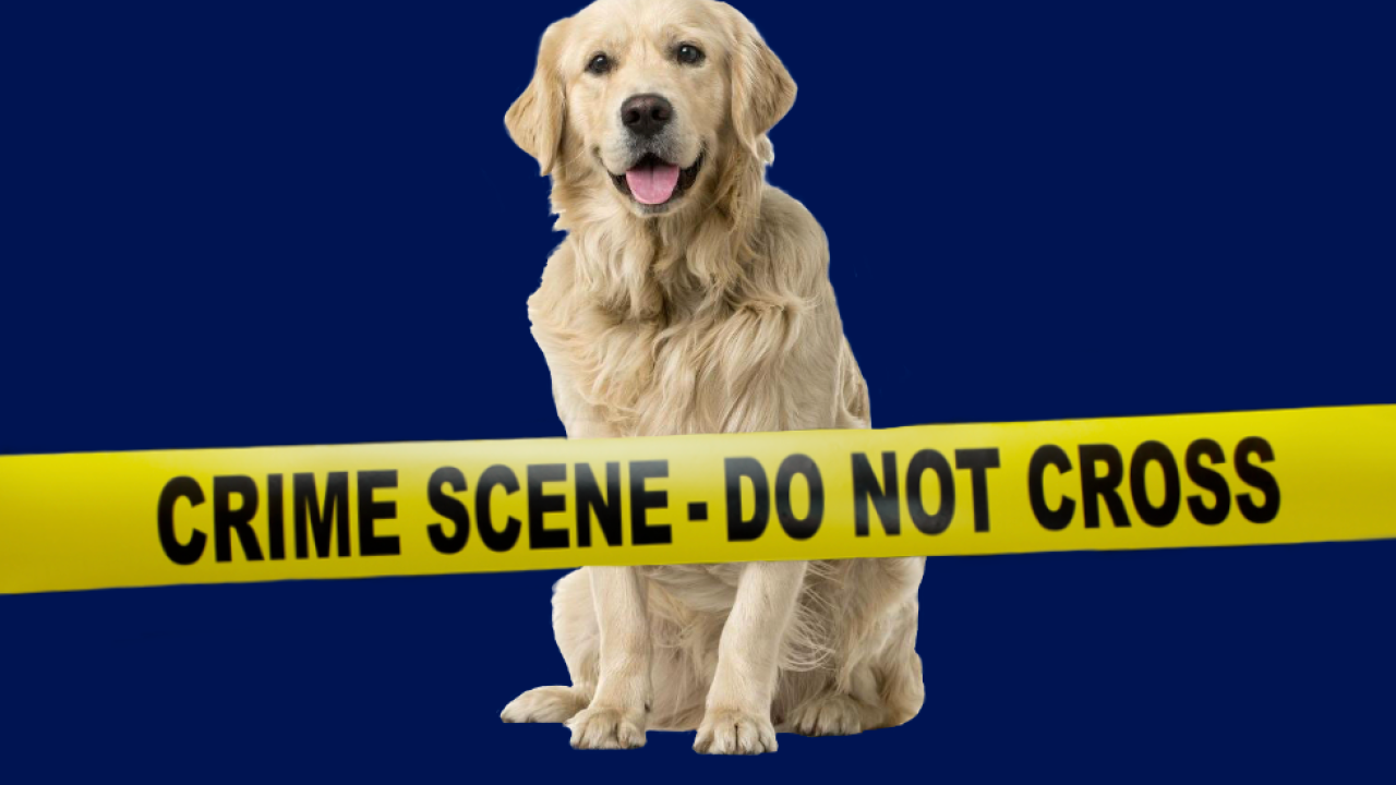 A golden retriever sitting on a dark blue background with a forensic tape across the image that says "crime scene - do not cross"