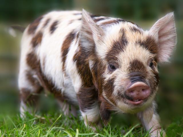 Pig