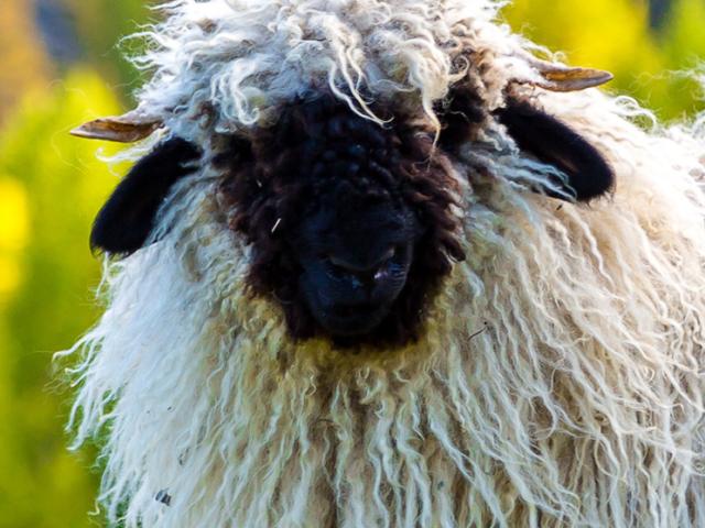 Sheep