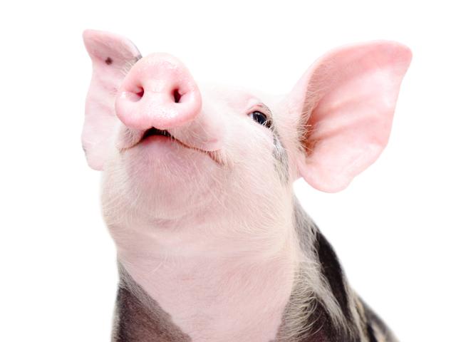 Pig