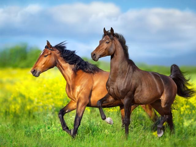 Two horses galloping through a green meadow dotted with yellow wildflowers under blue sky