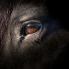 Closeup of Friesian horse eye