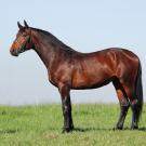 Hanoverian