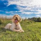 An Italian Spinone dog laying down in a grassy field with a beautiful blue sky