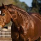 Quarter horse