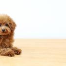 Toy Poodle