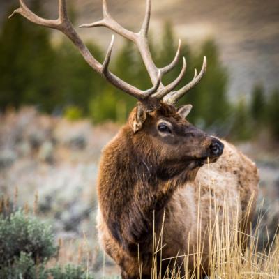 Elk