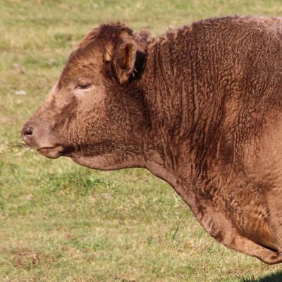 Beefalo